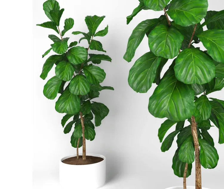 Fiddle leaf fig tree