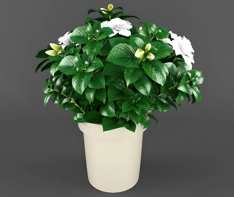 Gardenia jasminoides