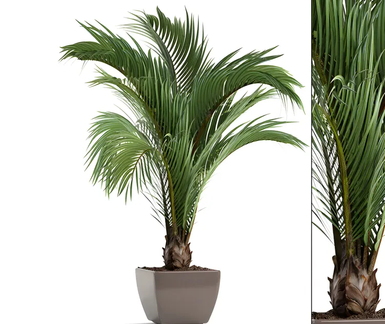 Hedyscepe canterburyana