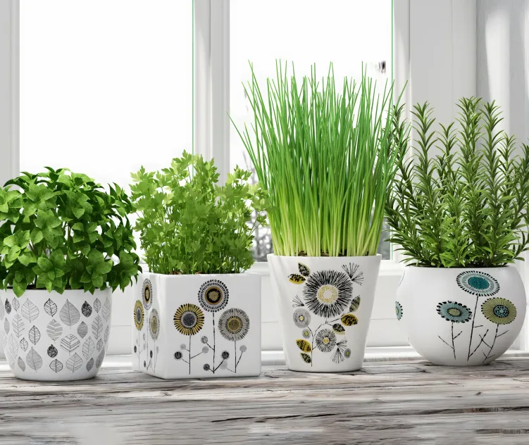 Herbs in pots