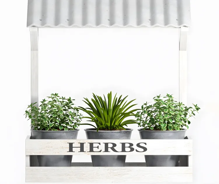 Herbs plant