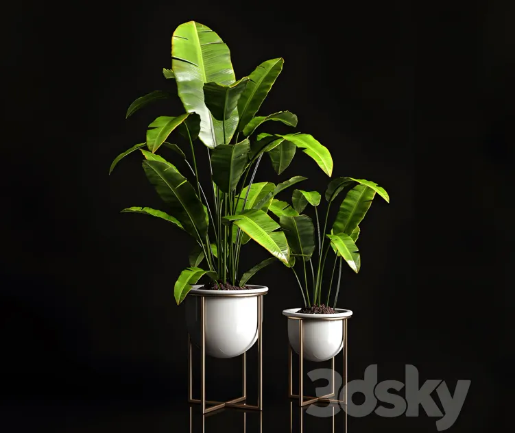 Houseplants banana tree