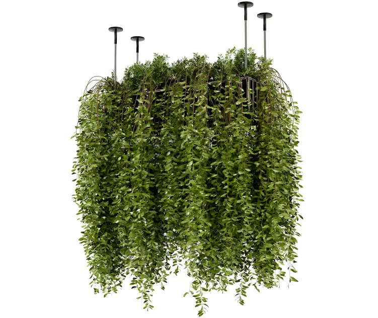 Indoor hanging plants in metal box