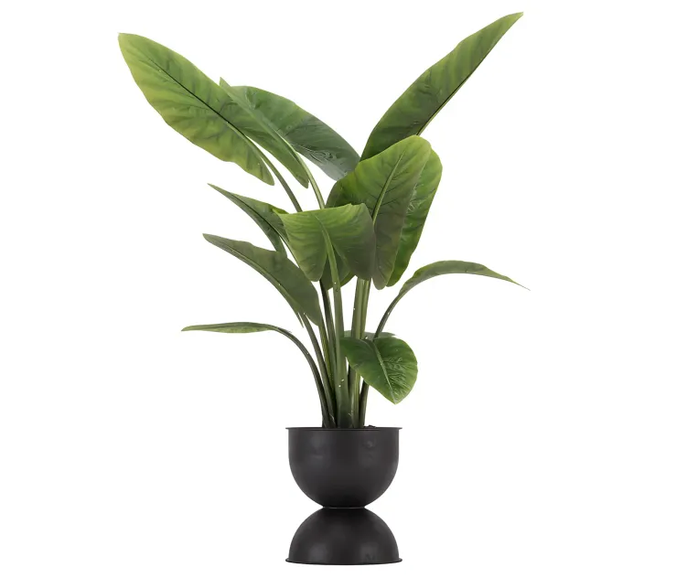 Indoor plant
