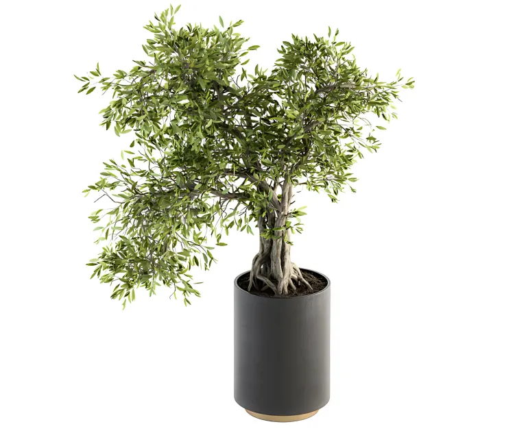 Indoor plant big bonsai in pot