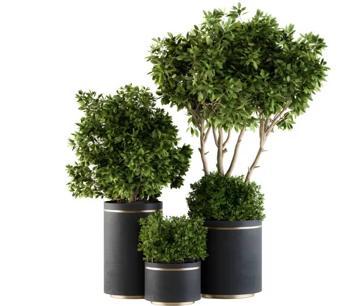 Indoor plant black gold