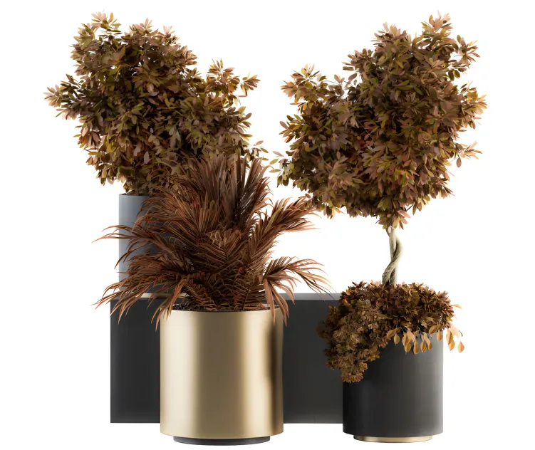 Indoor plant black gold red plant