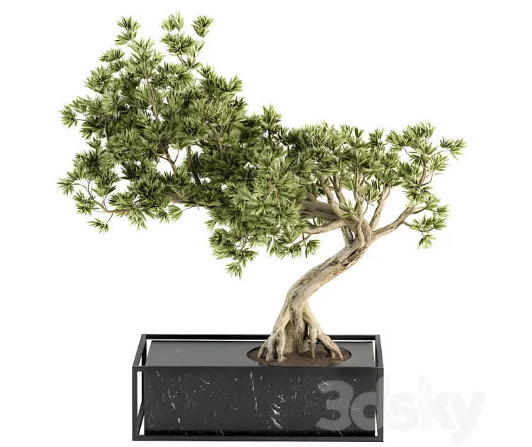Indoor plant bonsai plant