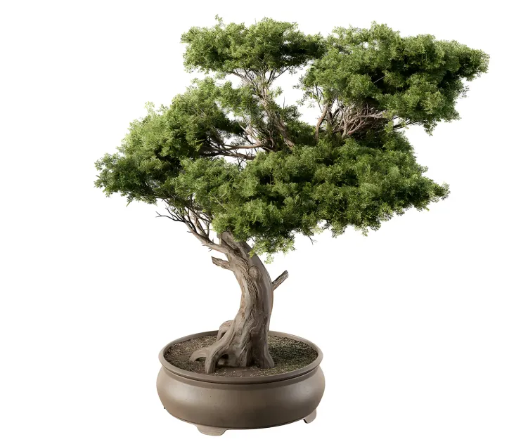 Indoor plant bonsai plant