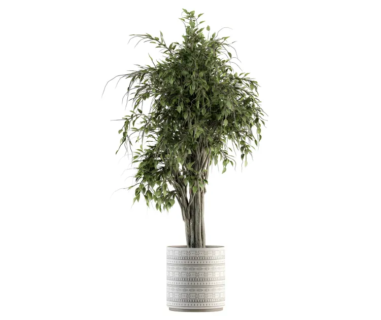 Indoor plant ficus benjamin plant in pot