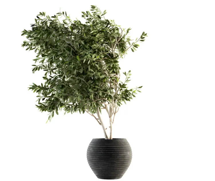 Indoor plant olive