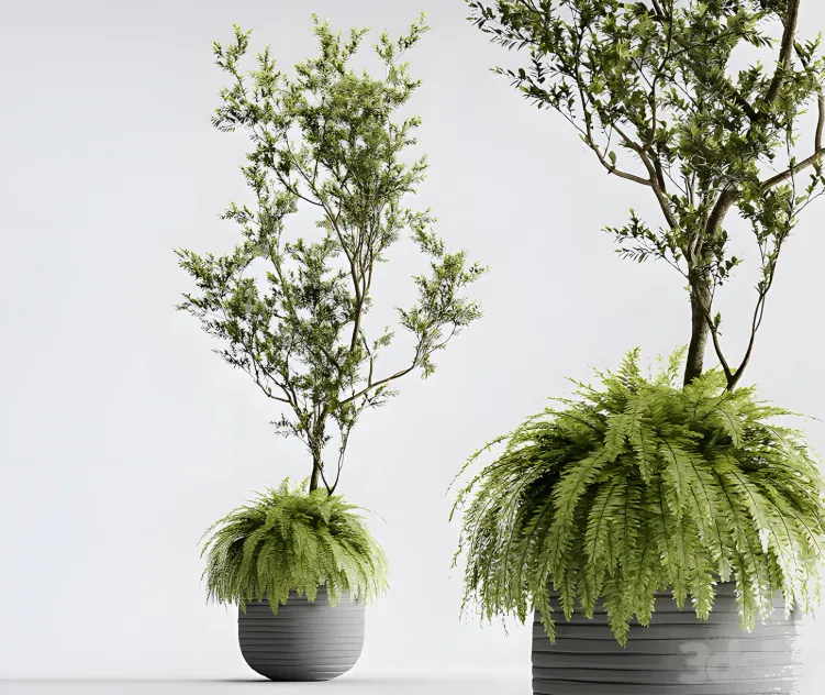 Indoor plant organika