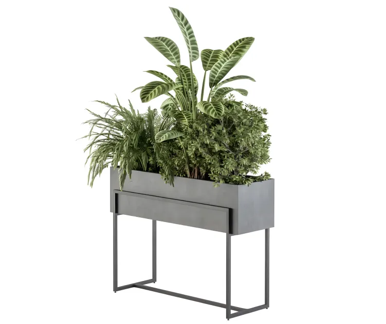 Indoor plant plant set in black box