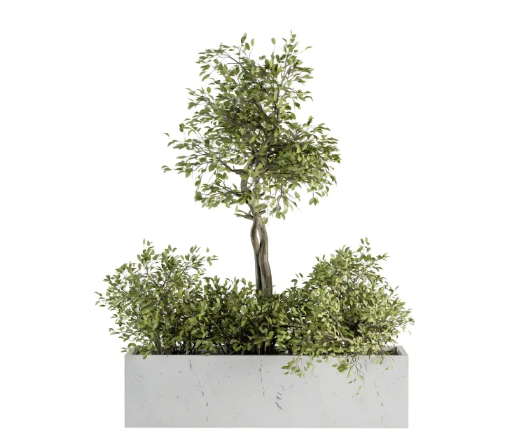 Indoor Plant Plant Set in Box