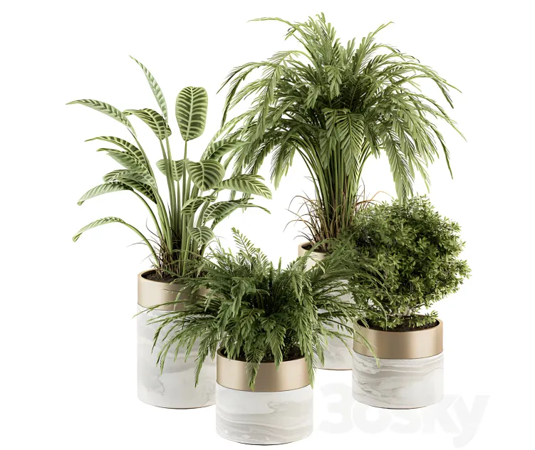 Indoor plant plant set in pot