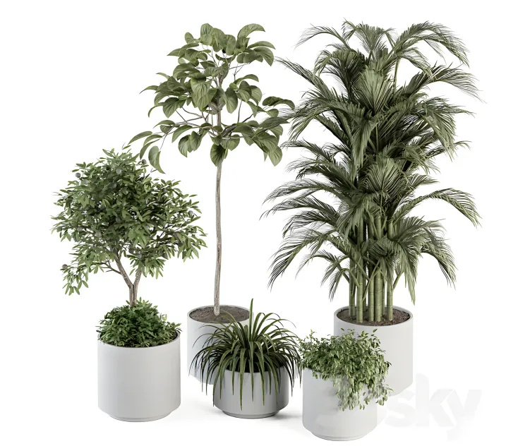 Indoor plant plant set in pot