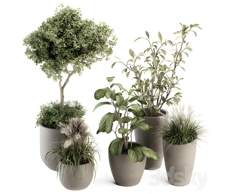 Indoor plant plant set in pot 2