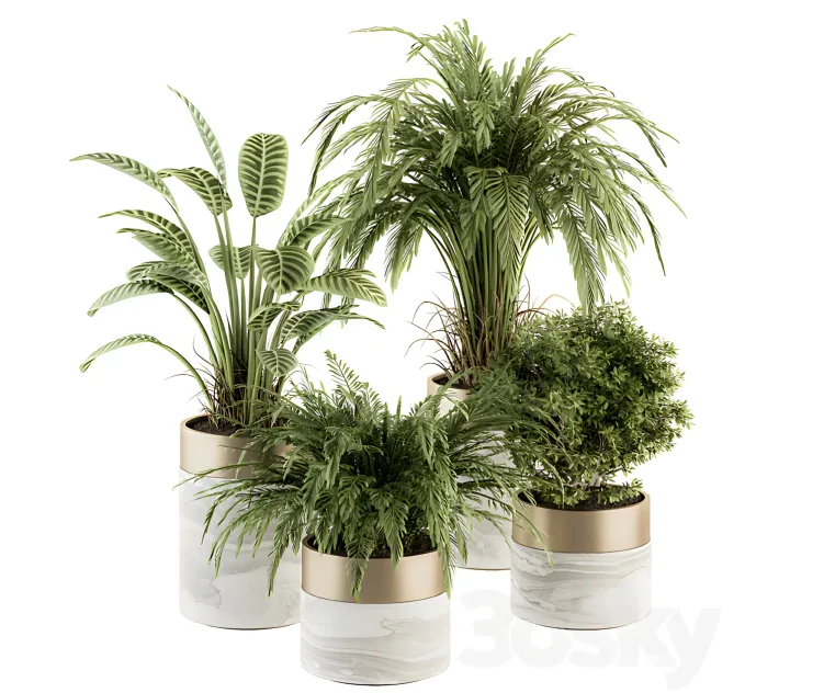 Indoor plant plant setin pot