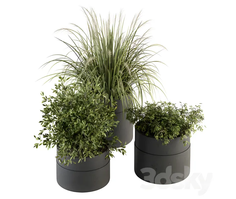 Indoor plant plants set in pot