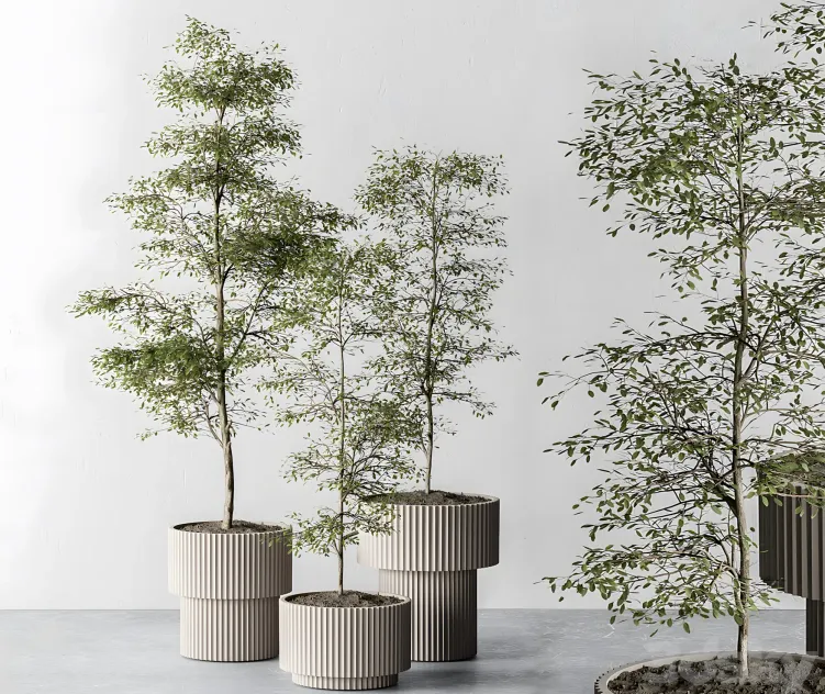 Indoor plant sapling tree