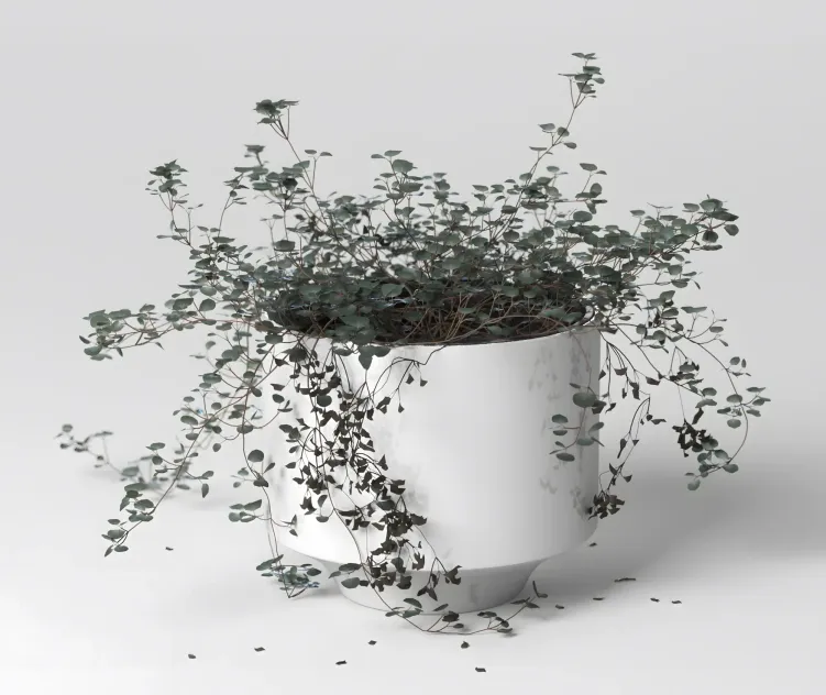 Indoor plant soleirolia