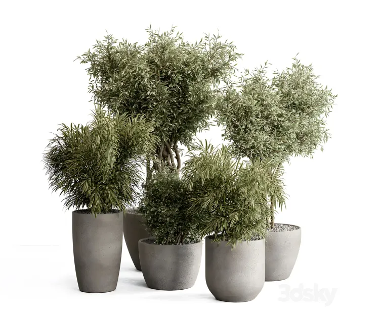 Indoor plant tree bush