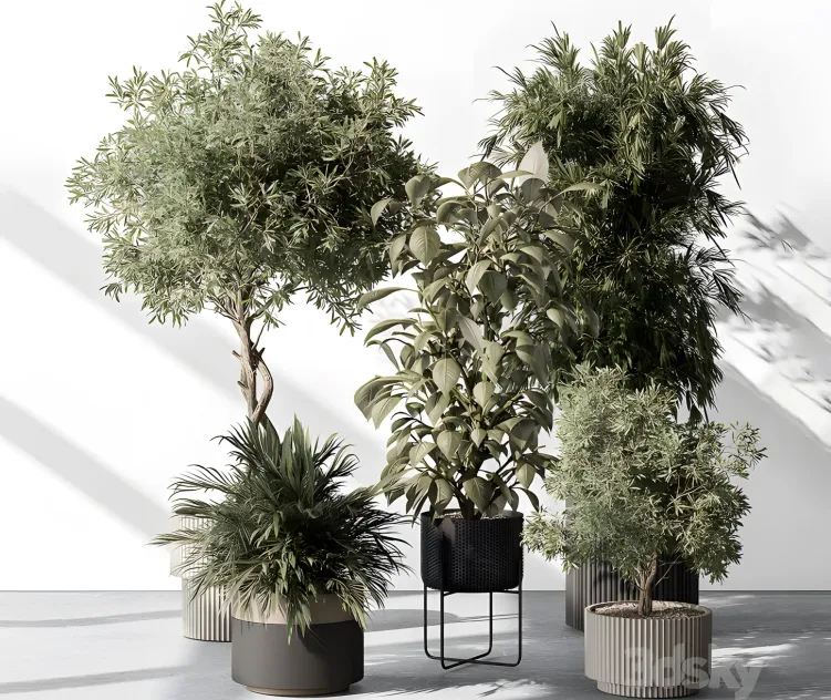 Indoor plant tree in pot