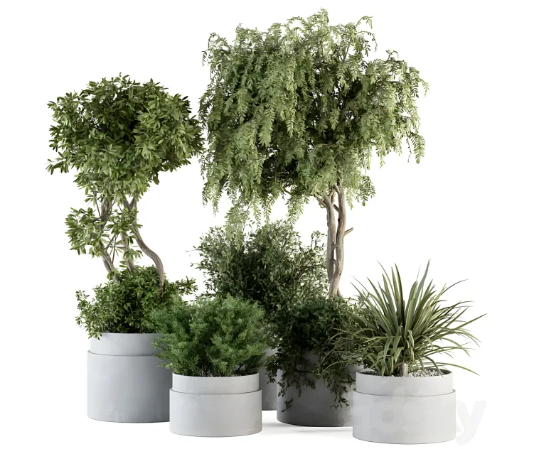 Indoor plant treeand plant setin gray pot