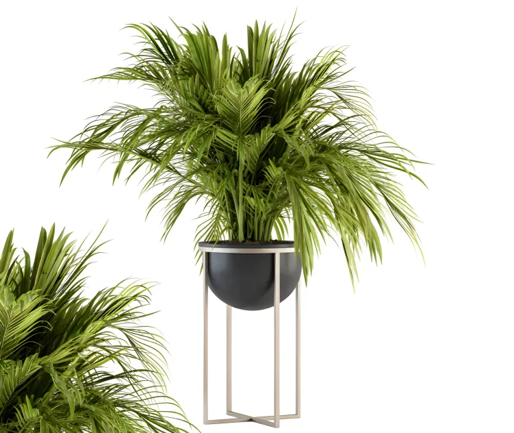 Indoor plant tropical plant