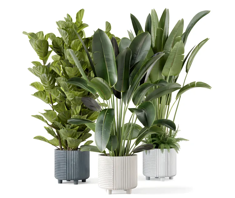 Indoor planters in cecilia ficonstone pot