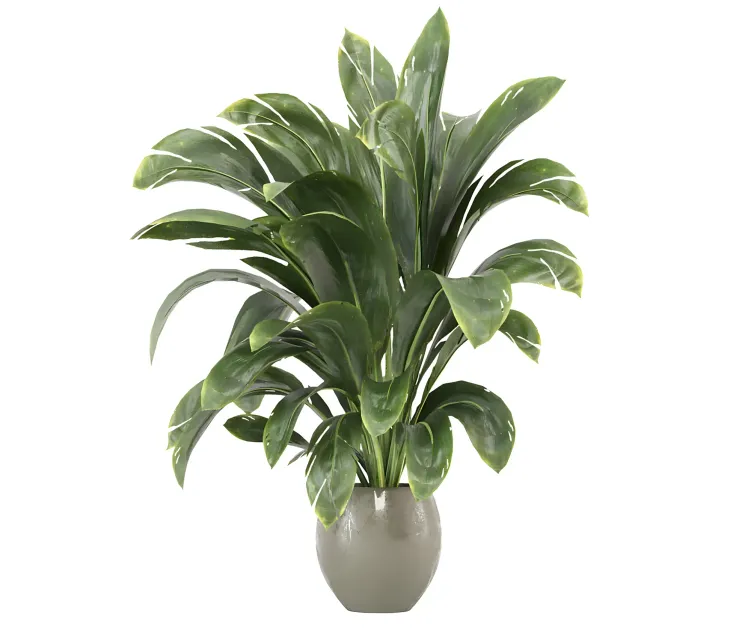 Indoor plants collection