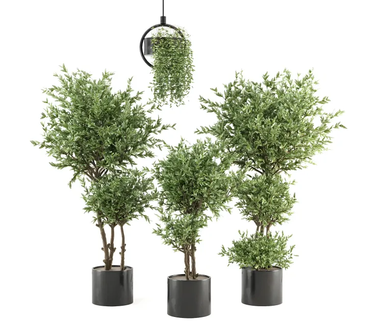 Indoor plants collection