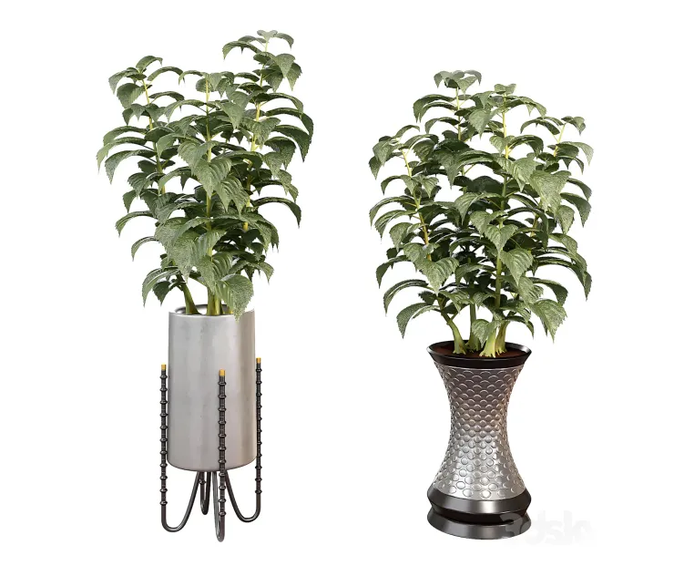 Indoor plants in a pot