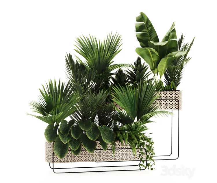 Indoor plants in box
