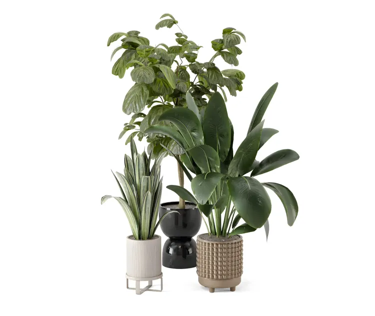 Indoor plants in ferm living bau pot large
