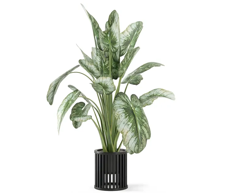 Indoor plants in metal pot