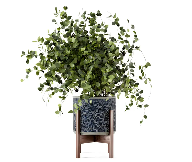 Indoor plants in rusty concrete pot