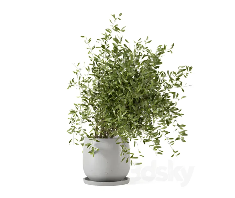 Indoor plants in rusty concrete pot