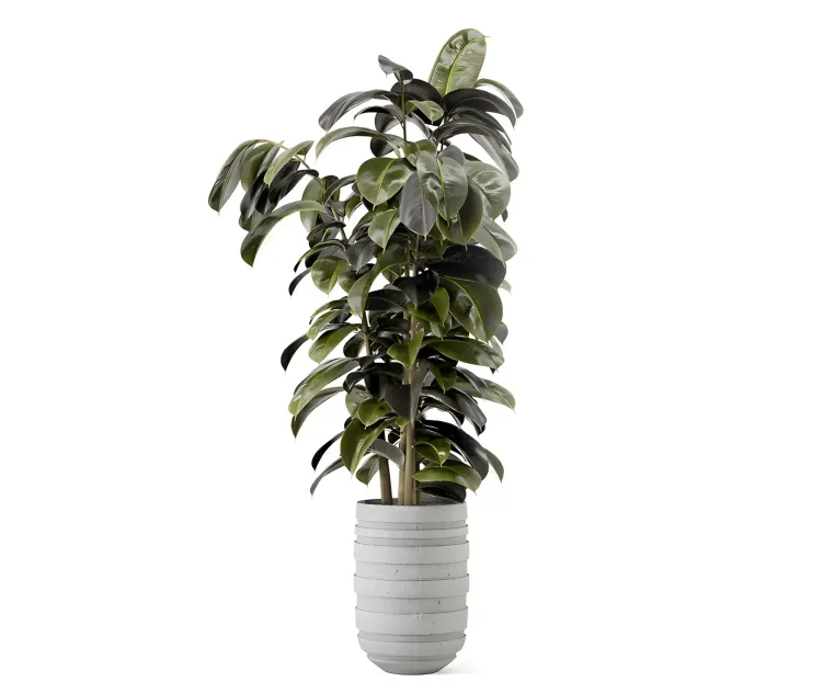 Indoor plants in rusty concrete pot