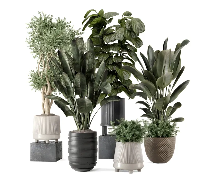 Indoor plants in rusty concrete pot