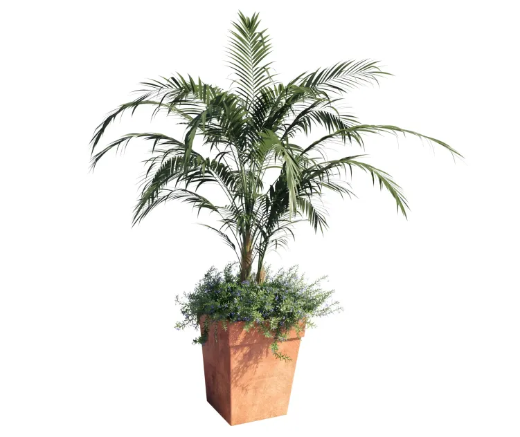 Kentia palm