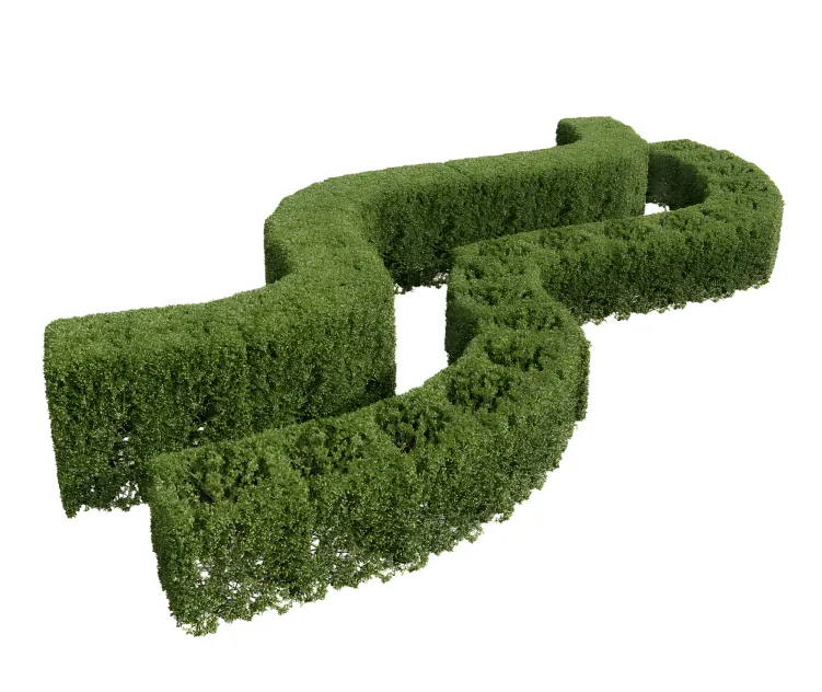 Ligustrum quihoui privet ficus concinna bonsai pruned