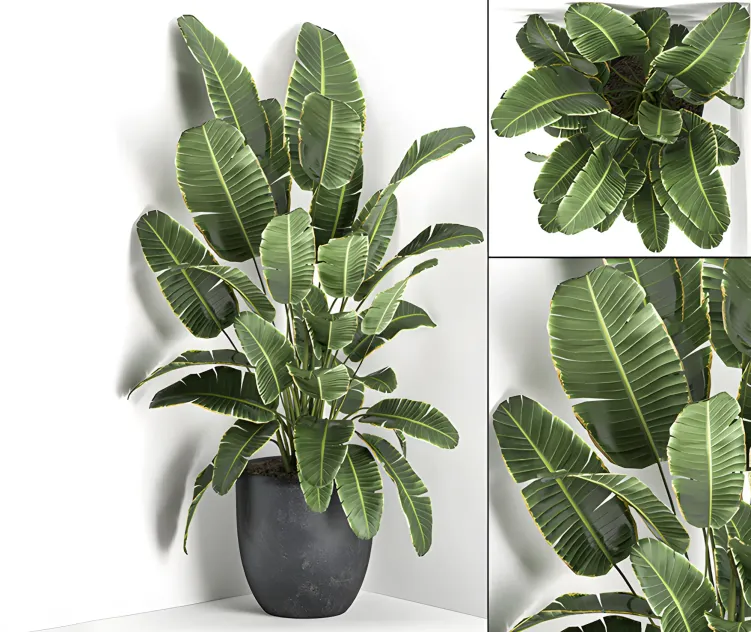 Lush beautiful banana corner palm in a black pot