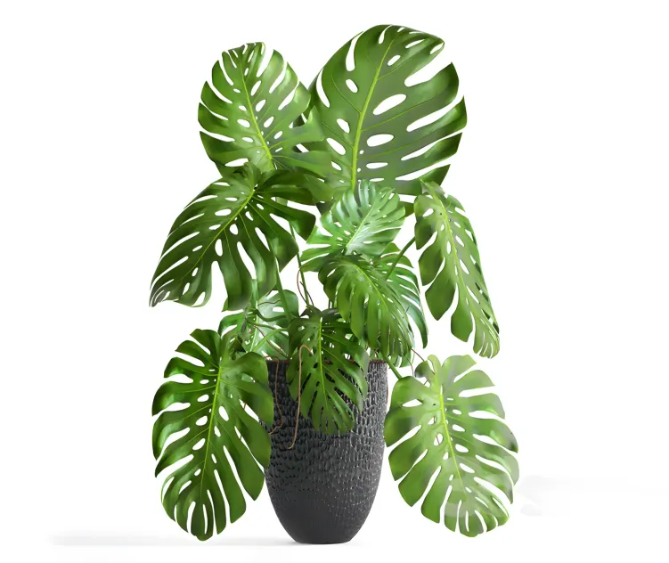 Monstera