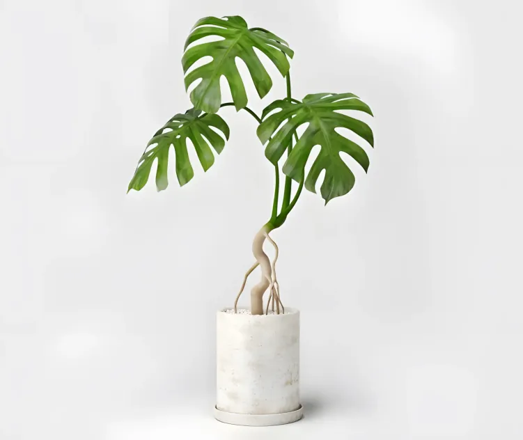 Monstera