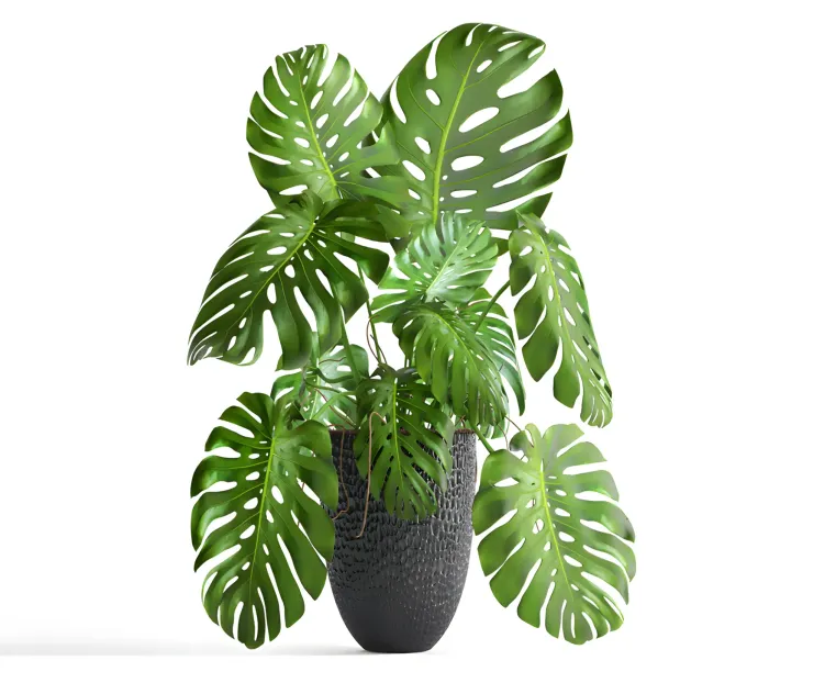Monstera big
