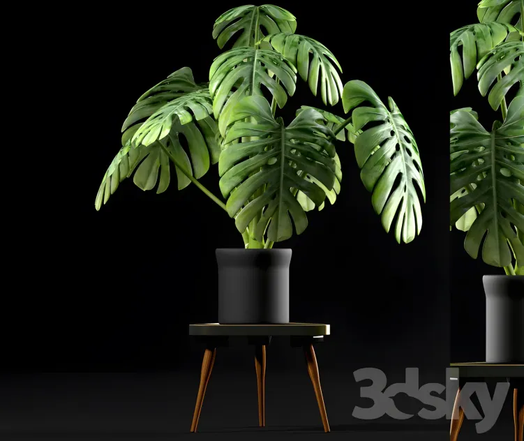 Monstera plants