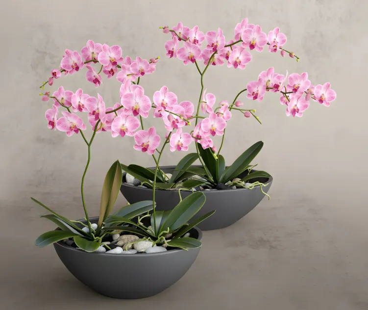 Orchid pink