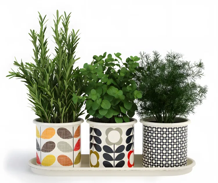 Orla kiely herb pots with tray
