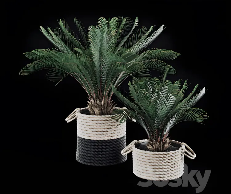 Palms in baskets